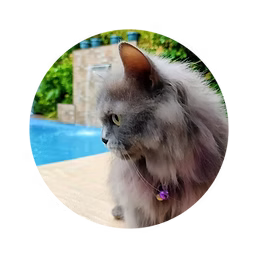 A mini affordable private pool for rentin Metro Manila